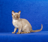 CAT 03 CH0016 01
Burmese Kitten Sitting In Blue Studio