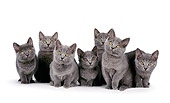 CAT 03 CH0017 01
Group Of Chartreux Blue Kittens Sitting In Studio