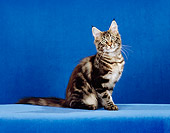 CAT 03 CH0019 01
Maine Coon Brown Classic Tabby Kitten Sitting In Blue Studio