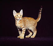 CAT 03 CH0020 01
Ocicat Chocolate Kitten Standing In Studio