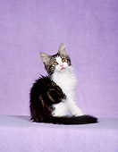 CAT 03 CH0021 01
Maine Coon Brown Classic White Kitten Sitting In Purple Studio