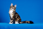 CAT 03 CH0022 01
Maine Coon White Torbie Kitten Sitting In Blue Studio