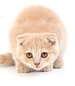 CAT 03 GL0004 01
Cream Scottish Fold Kitten Crouching On White Seamless