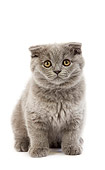 CAT 03 GL0006 01
Blue Scottish Fold Kitten Sitting On White Seamless