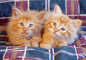 CAT 03 GR0024 02
Head Shot Of Two Orange Kitten Laying On Plaid Blanket