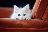 CAT 03 GR0045 02
Head Shot Of White Kitten Leaning On Arm Rest Chair