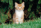 CAT 03 GR0064 01
Orange And White Kitten Sitting On Grass By Pine Trees