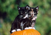CAT 03 GR0091 01
Calico And Black Kittens Sitting On Top Of Pumpkin