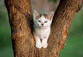 CAT 03 GR0117 01
White And Brown Kitten Sitting In Fork Of Tree