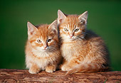 CAT 03 GR0181 01
Two Orange Kittens Sitting On Log