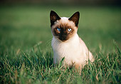 CAT 03 GR0227 01
Siamese Kitten Sitting On Grass