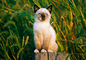 CAT 03 GR0230 01
Siamese Kitten Sitting On Stump