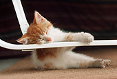 CAT 03 GR0265 02
Orange And White Kitten Sleeping On Stick