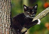CAT 03 GR0300 01
Black Kitten In Fork Of Tree