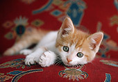 CAT 03 GR0382 02
Orange And White Kitten Laying On Pillow