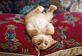 CAT 03 GR0388 01
Orange Kitten Laying On Pillow