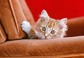 CAT 03 GR0394 02
Head Shot Of Orange And White Kitten On Armchair