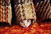 CAT 03 GR0396 01
Head Shot Of Orange And White Kitten Under Chair