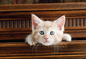 CAT 03 GR0404 01
Head Shot Of Orange And White Kitten In Drawer