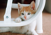CAT 03 GR0407 02
Orange And White Kitten Leaning On Bar