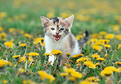 CAT 03 GR0493 02
Calico Kitten In Yellow Flower Field