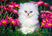 CAT 03 GR0504 02
Shaded Silver Persian Kitten On Grass By Flowers