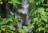 CAT 03 GR0535 01
Gray Kitten In Tree