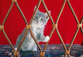 CAT 03 GR0547 01
Gray And White Kitten Looking Through Chair