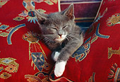 CAT 03 GR0549 01
Head Shot Of Gray And White Kitten Between Pillows Sleeping