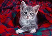 CAT 03 GR0560 02
Head Shot Of Gray Kitten On Plaid Blanket