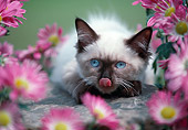 CAT 03 GR0566 01
Head Shot Of Himalayan Kitten By Flowers