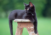 CAT 03 GR0601 02
Black Kitten Laying On Top Of Ladder