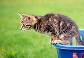 CAT 03 GR0661 01
Tabby Kitten On Edge Of Clothes Basket