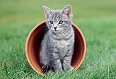 CAT 03 GR0685 01
Gray Tabby Kitten Sitting In Fallen Flower Pot