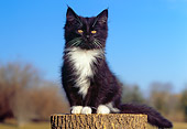 CAT 03 GR0693 01
Black And White Kitten Sitting On Top Of Stump
