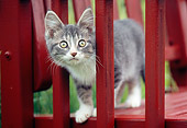 CAT 03 GR0806 01
Gray And White Tabby Kitten On Outdoor Chair