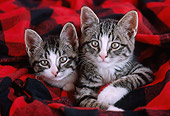 CAT 03 GR0892 01
Close-Up Of Two Gray And White Tabby Kittens Laying On Plaid Blanket