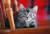 CAT 03 GR0895 01
Gray And White Tabby Cat Kitten Laying On Wood Chair