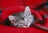 CAT 03 GR0896 01
Close-Up Of Gray And White Tabby Cat Kitten Laying On Red Plaid Blanket