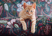 CAT 03 GR0899 01
Orange And White Tabby Cat Kitten Laying On Flower Design Cushion