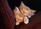 CAT 03 GR0900 01
Orange And White Tabby Cat Kittens Sleeping Between Maroon Colored Cushions