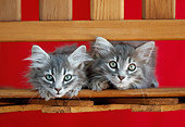 CAT 03 GR0903 01
Gray Tabby Kittens Laying In Wooden Chair