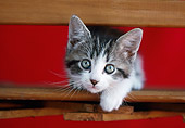 CAT 03 GR0904 01
Kitten Laying In Wooden Chair