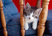 CAT 03 GR0905 01
Kitten Laying In Armchair