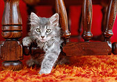 CAT 03 GR0906 01
Kitten Laying On Orange Rug Underneath Coffee Table