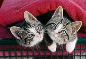 CAT 03 GR0908 01
Kittens Laying In Laundry Basket With Red Towels