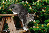 CAT 03 GR0916 01
Gray And White Kitten Climbing Down Ladder