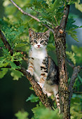 CAT 03 GR0922 01
Calico Kitten Climbing Oak Tree