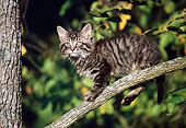 CAT 03 GR0923 01
Tabby Kitten Climbing Tree