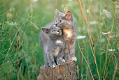 CAT 03 GR0925 01
Two Kittens Standing On Tree Stump